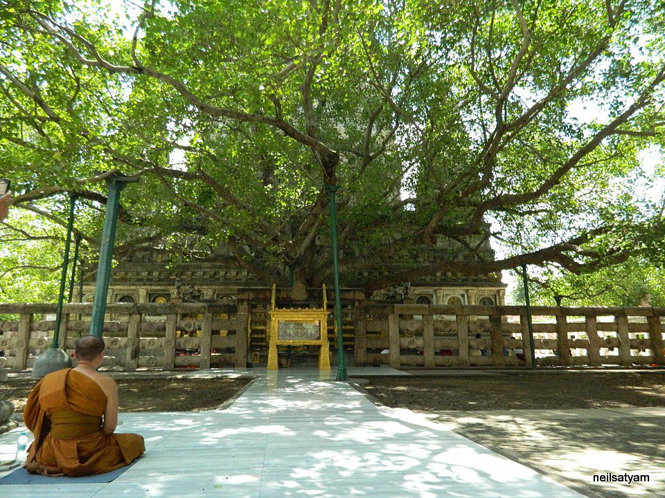 Bodh Gaya, Tree