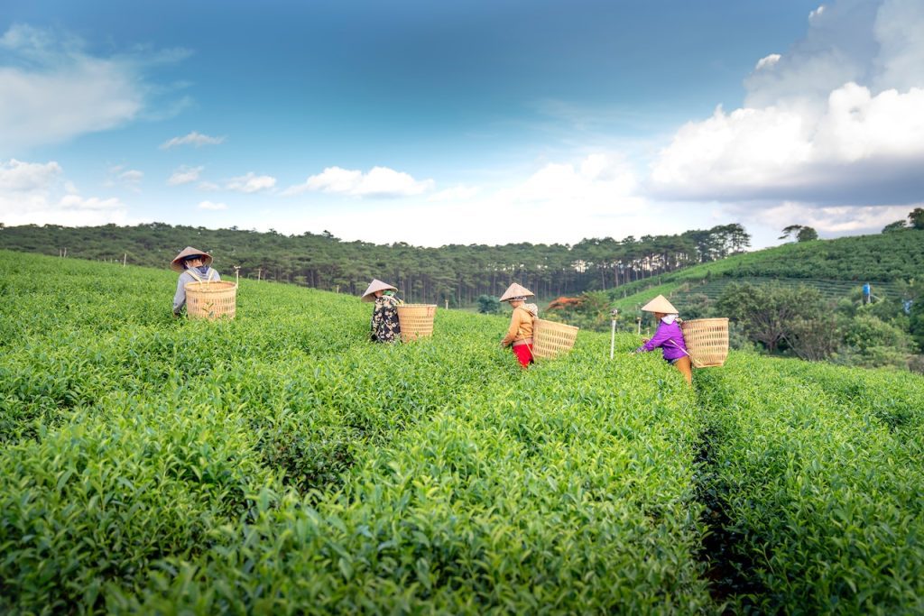 Tea Garden, Kishanganj